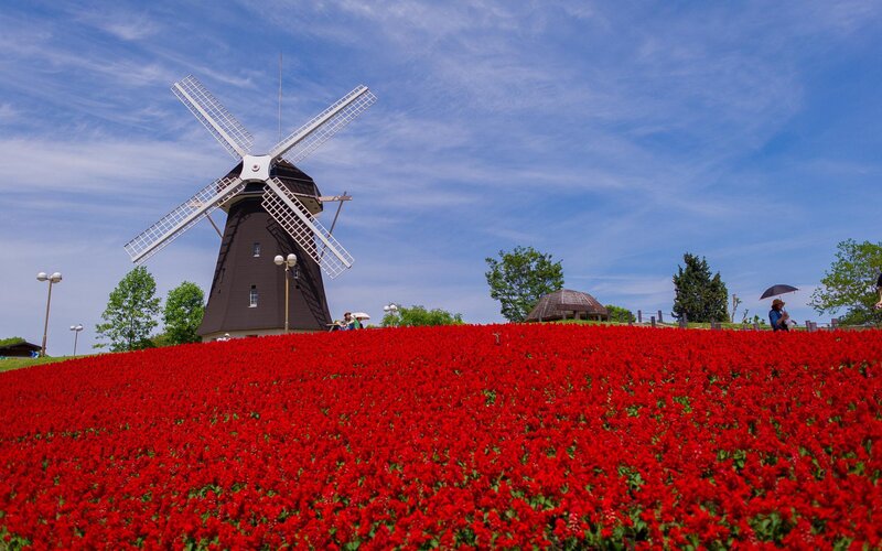 Windmill in Flower Field — Red, Serene