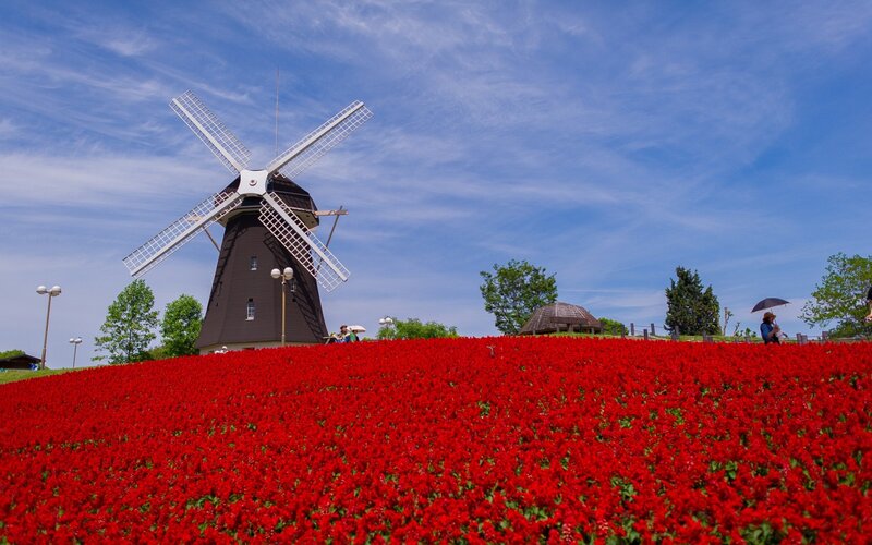Windmill in Flower Field — Red