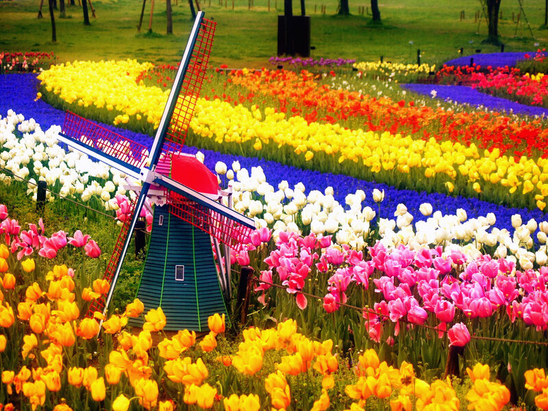 Windmill in Flower Field — Yellow, Colorful