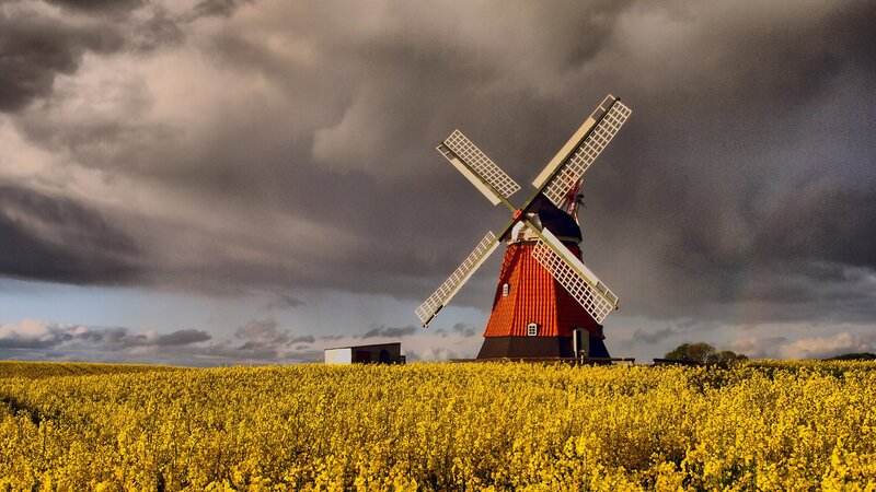 Windmill in Flower Field — Yellow, Dramatic, Afternoon, Photograph