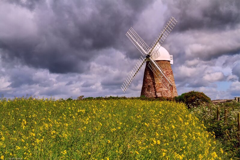 Windmill in Flower Field — Yellow, Dramatic, Afternoon
