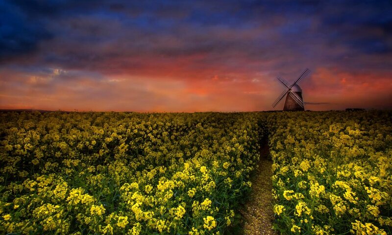 Windmill in Flower Field — Yellow, Dramatic