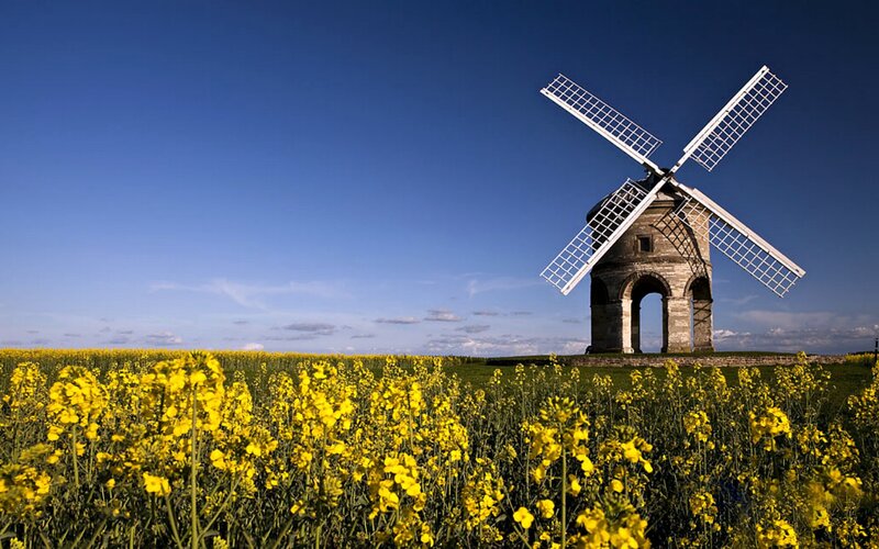 Windmill in Flower Field — Yellow, Serene