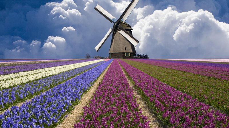 Windmill in Flower Fields — Purple, Dramatic