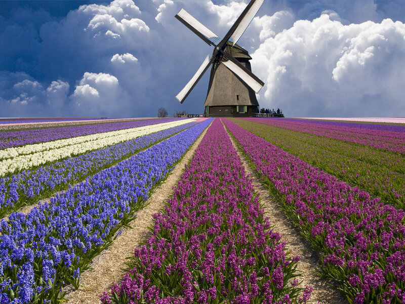 Windmill in Flower Fields — Purple