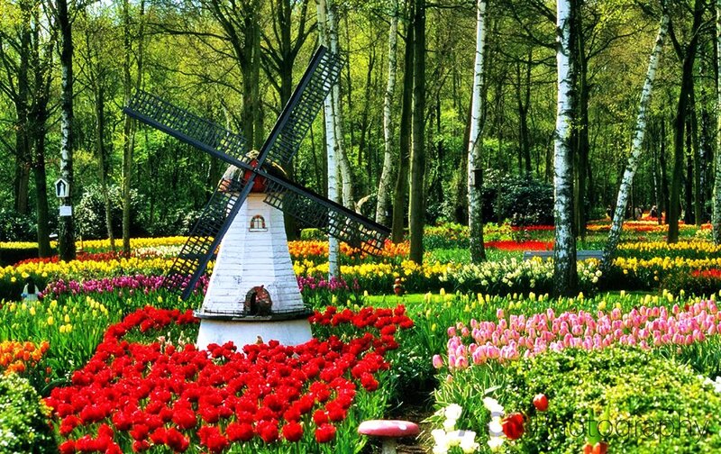 Windmill in Flower Garden — Red, Serene, Spring