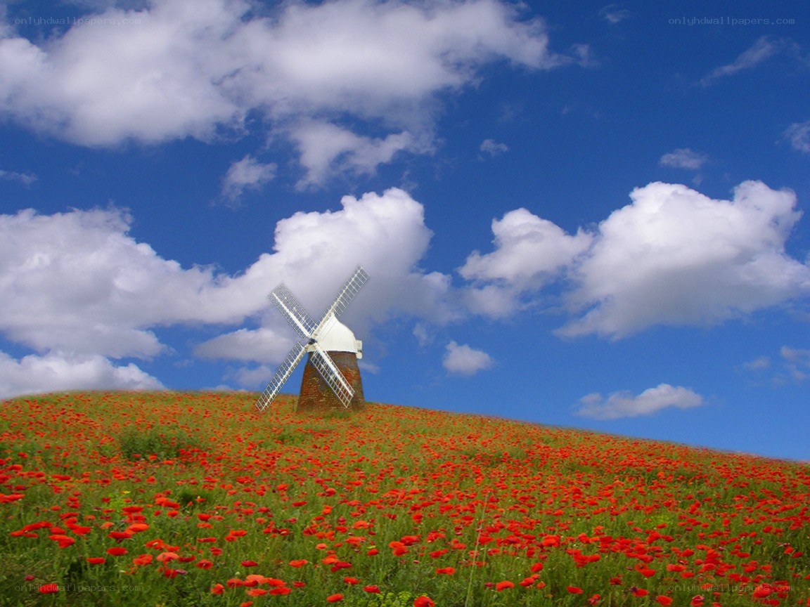 Windmill in poppy field