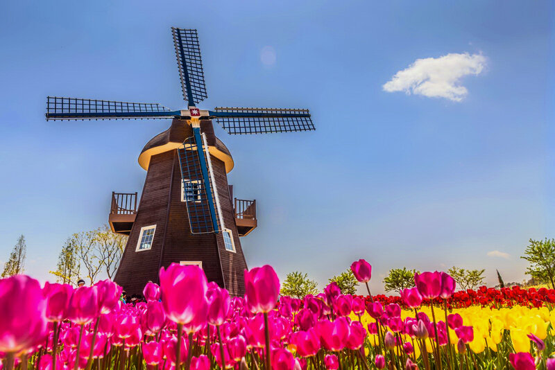 Windmill in Tulip Field — Pink