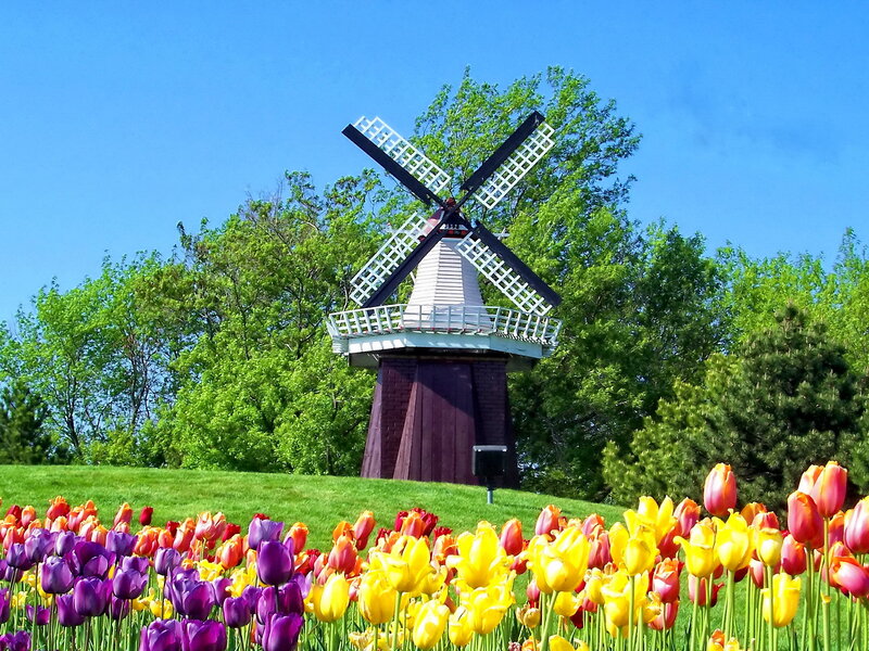 Windmill in Tulip Field