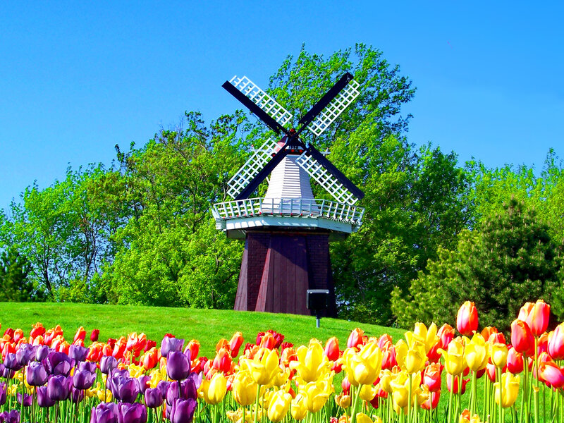 Windmill in Tulip Field — Yellow