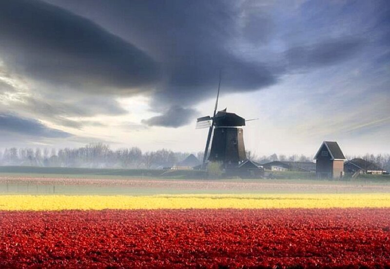 Windmill in tulip fields