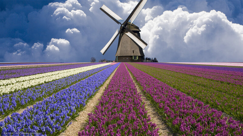 Windmill in tulip fields