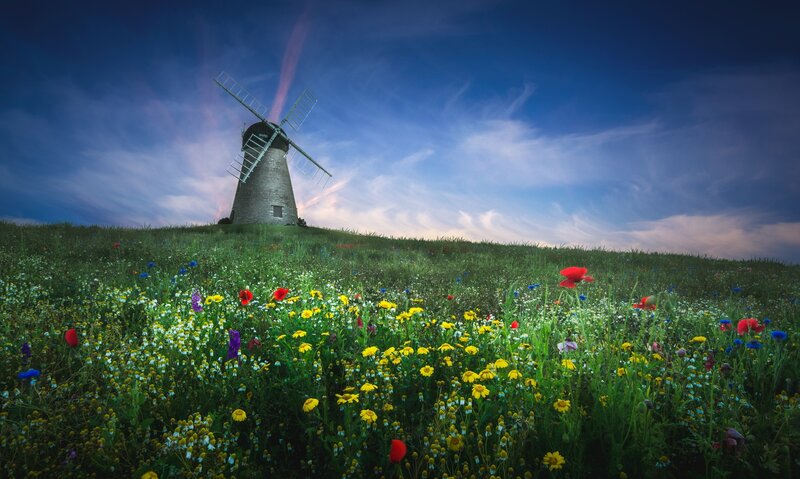 Windmill on a Flower Field