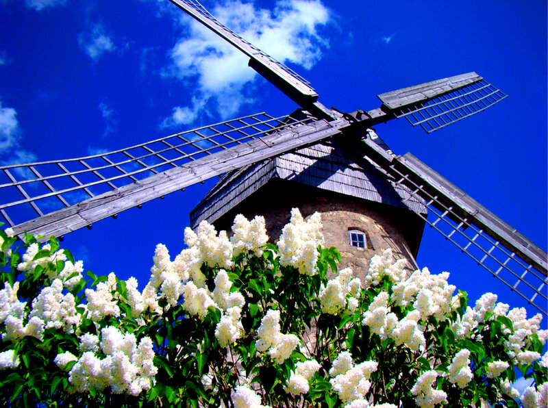 Windmill with Lilac Flowers
