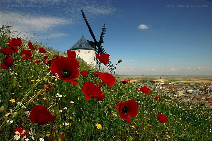 Windmill with poppies in Spain