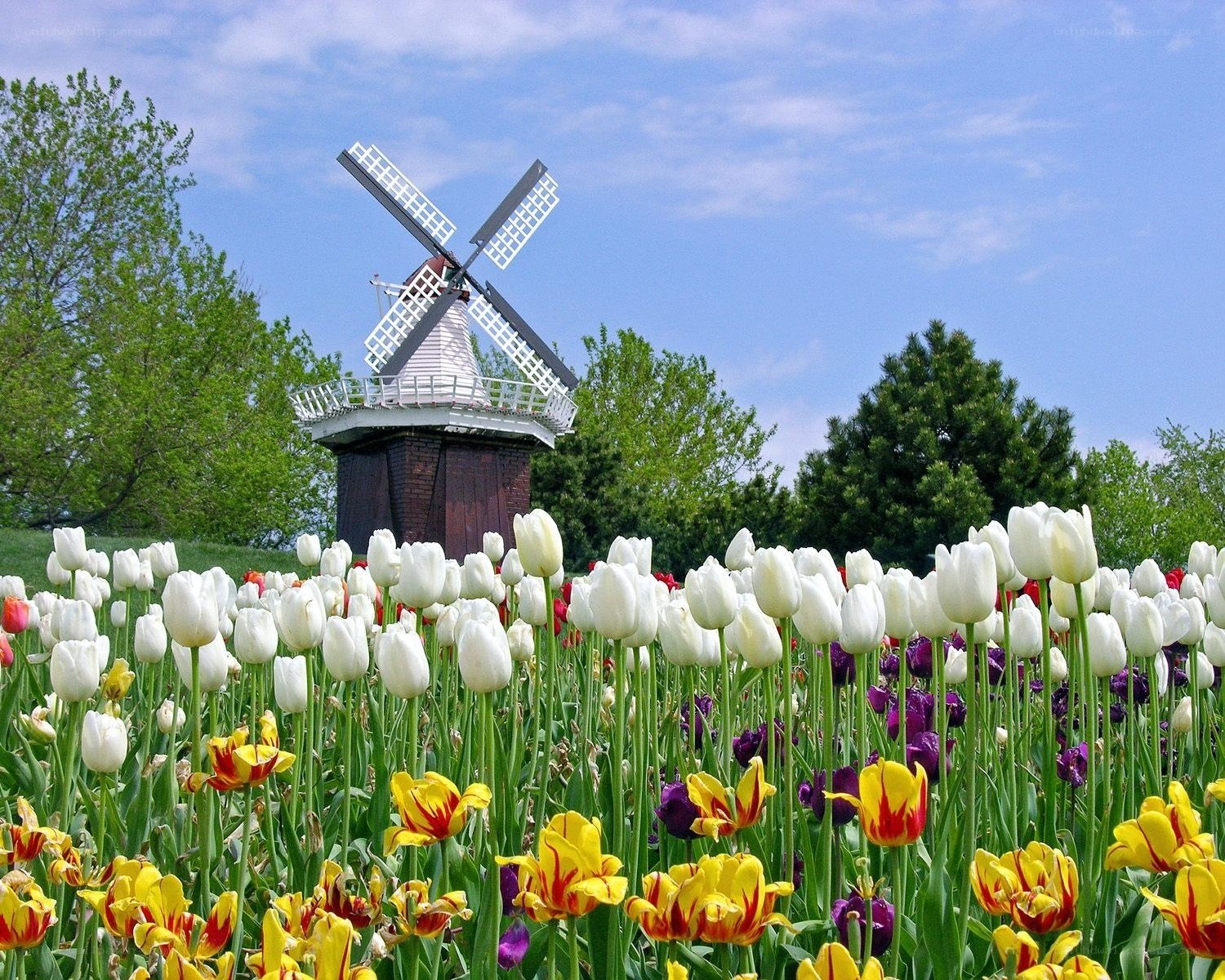 Windmill with tulip field