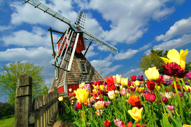 Windmill with Tulips