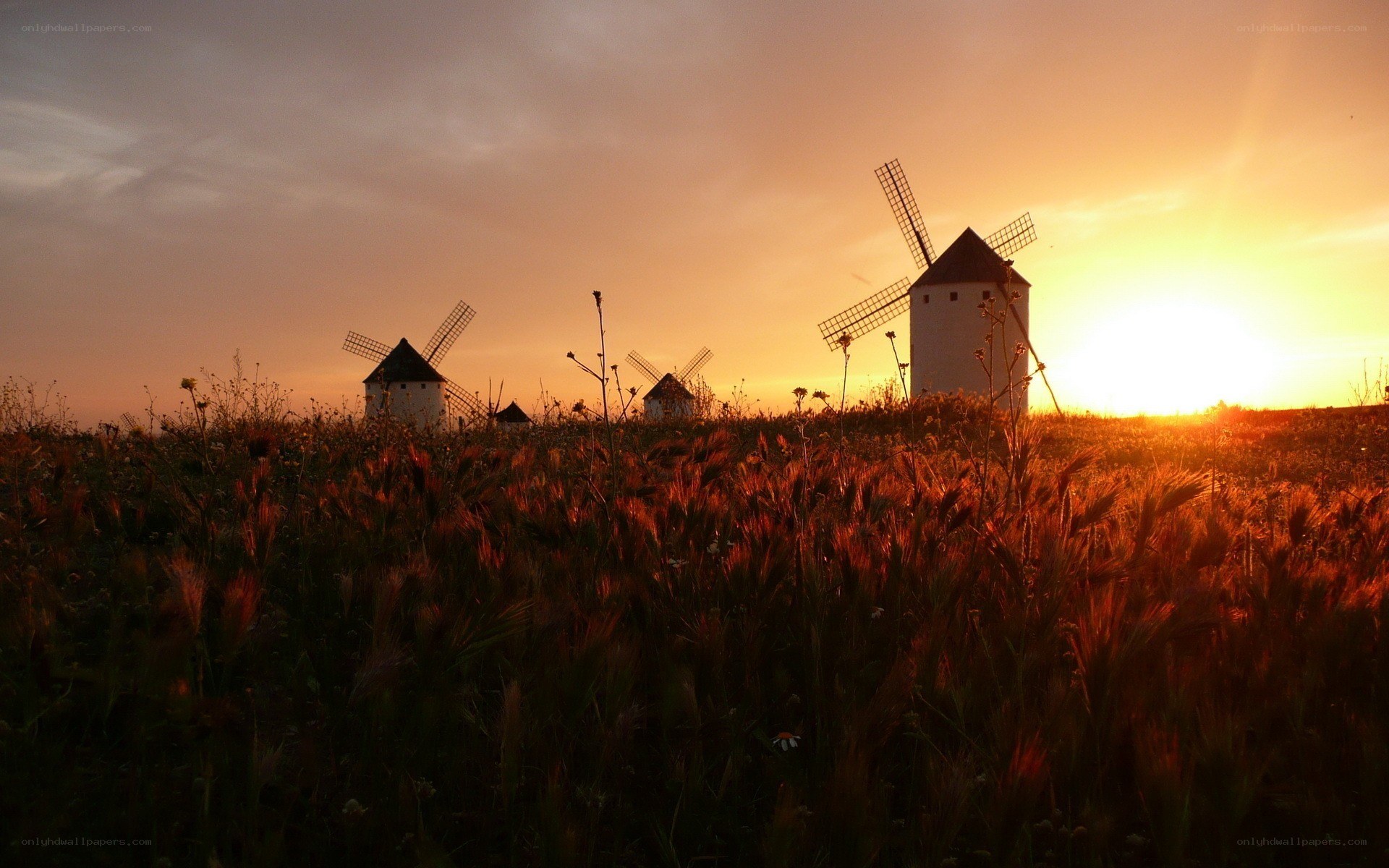 windmills at sunset in a field