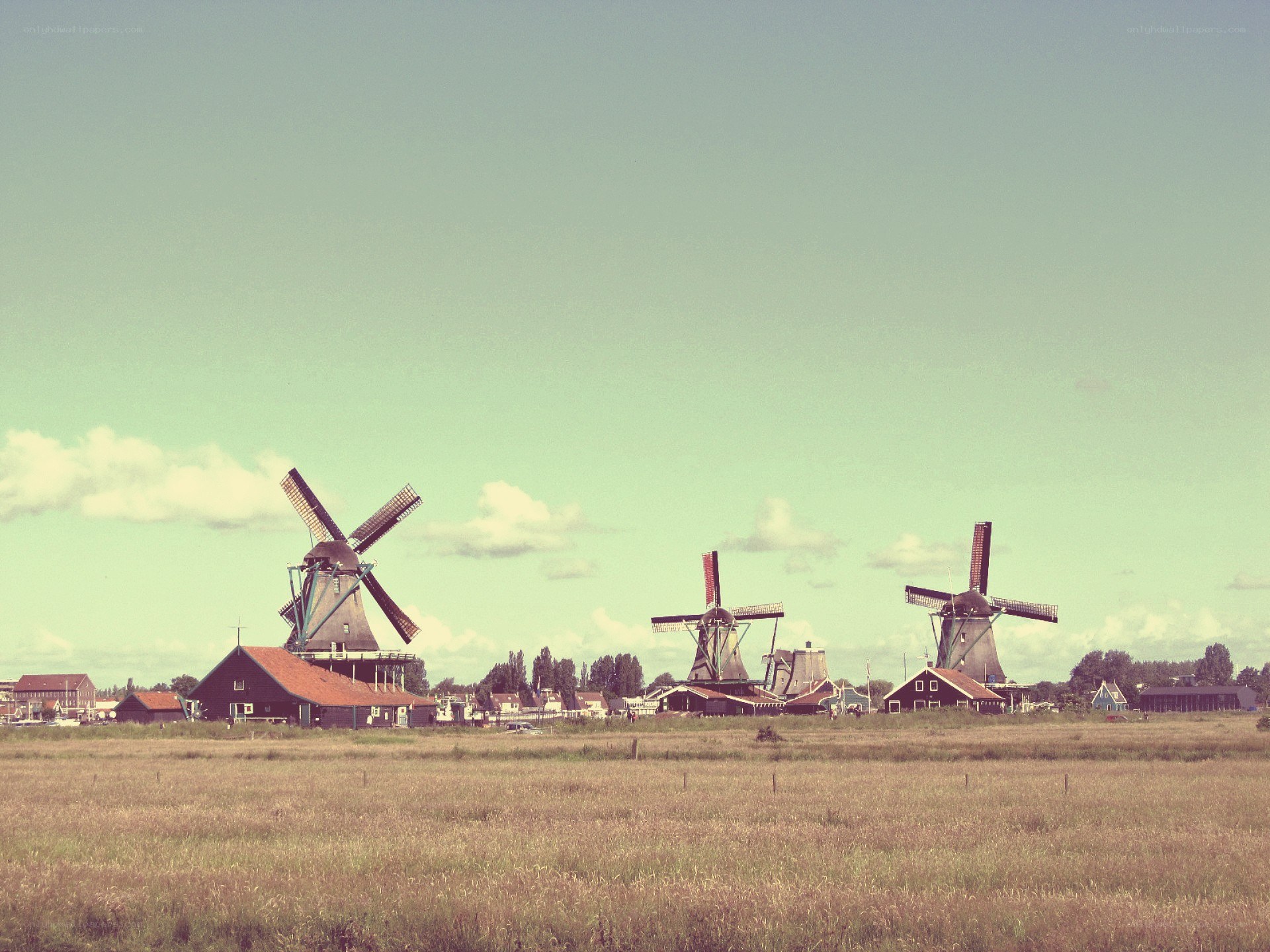 Windmills in a Dutch field