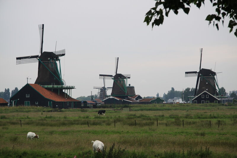 Windmills in a Field — Green, Calm