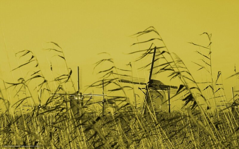 Windmills in a field