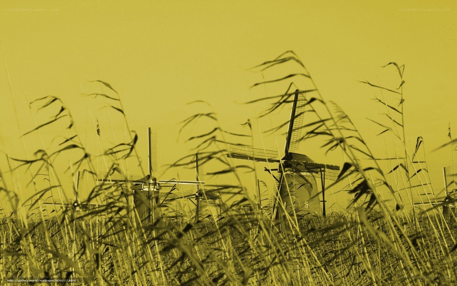 Windmills in a field