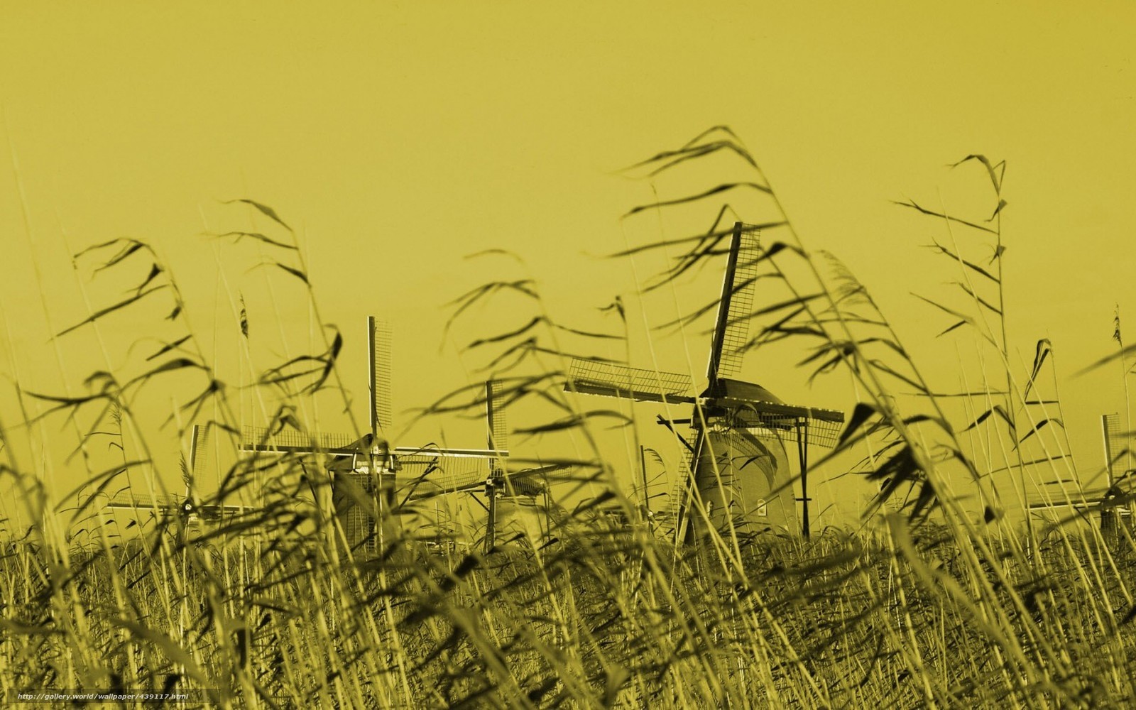 Windmills in a field