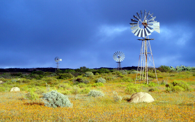 Windmills in a wildflower field