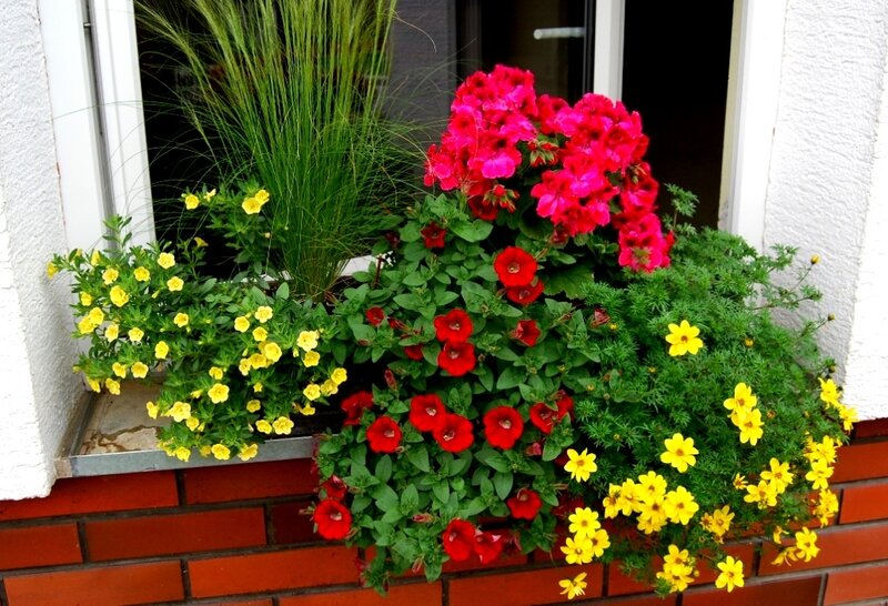 Window Box with Flowers — Red