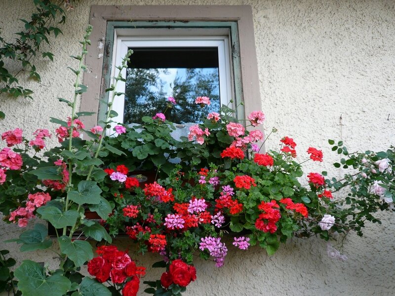 Window Box with Flowers