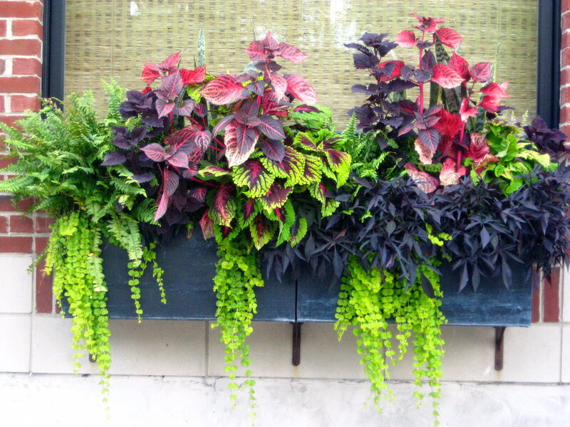 Window Box with Plants