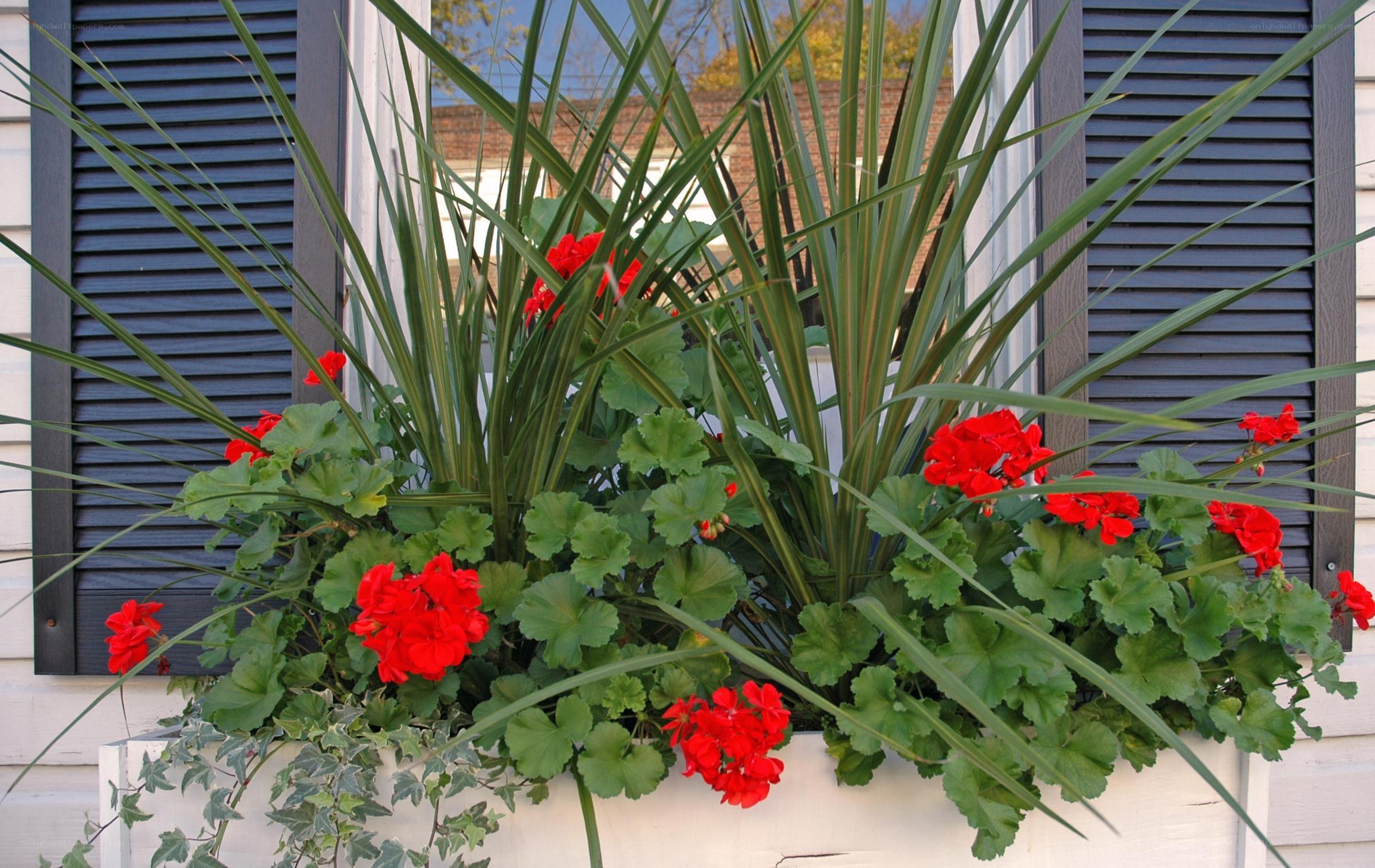 window box with red flowers