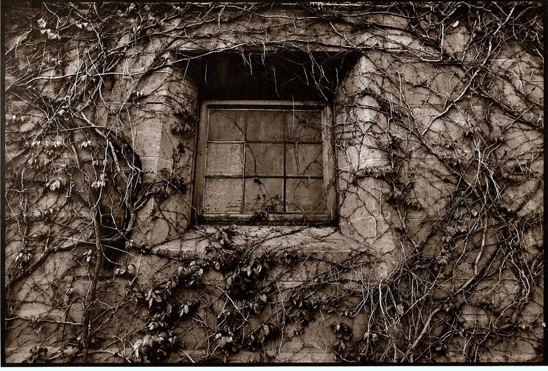 Window Covered in Ivy
