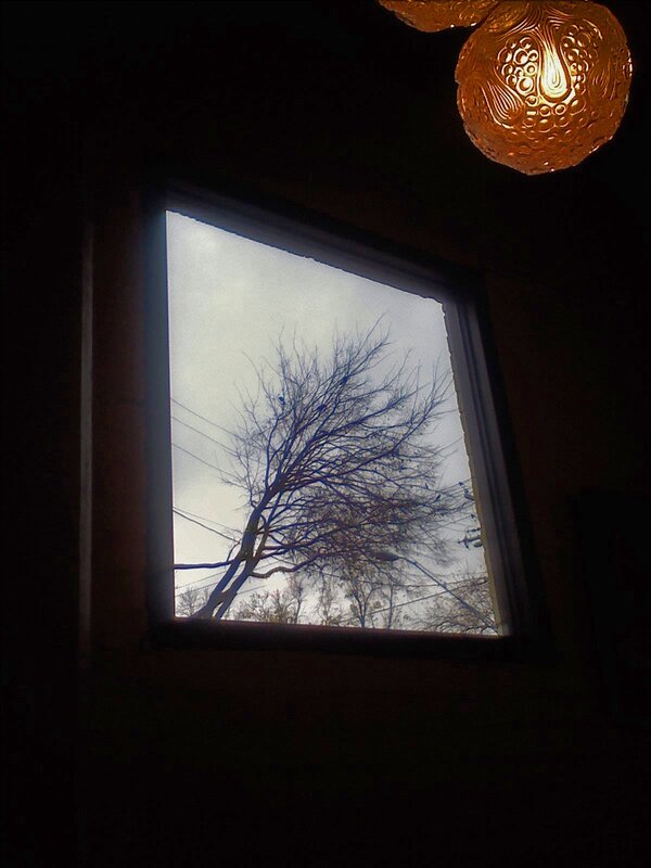 window view of bare tree