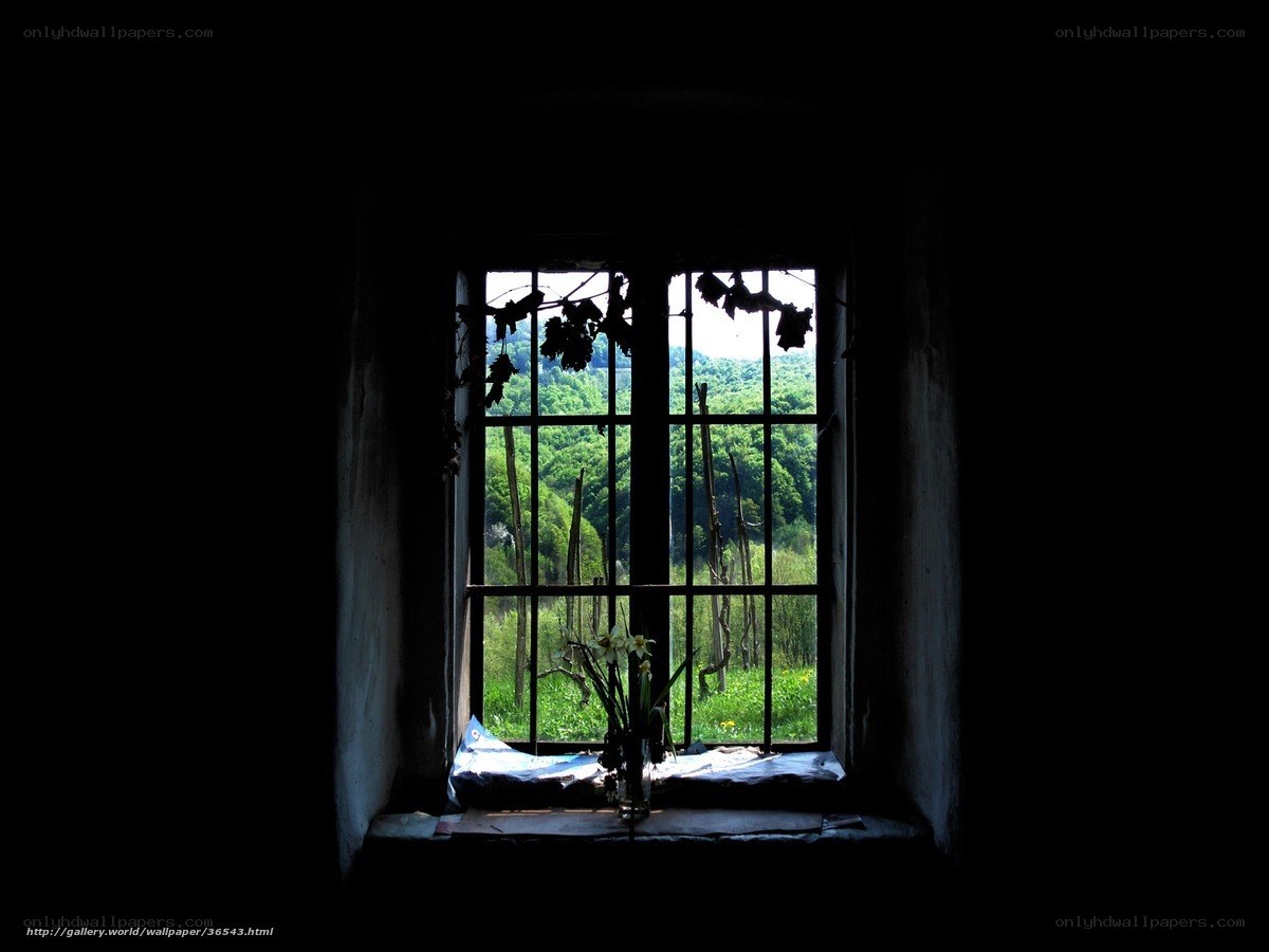 Window view of green forest