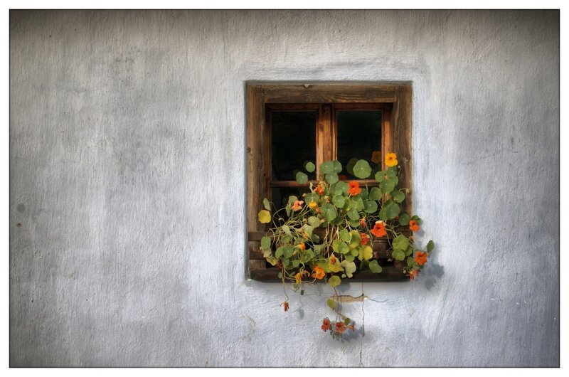 Window with Flowers — White, Serene