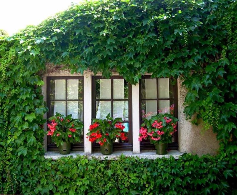 Window with Ivy and Flowers