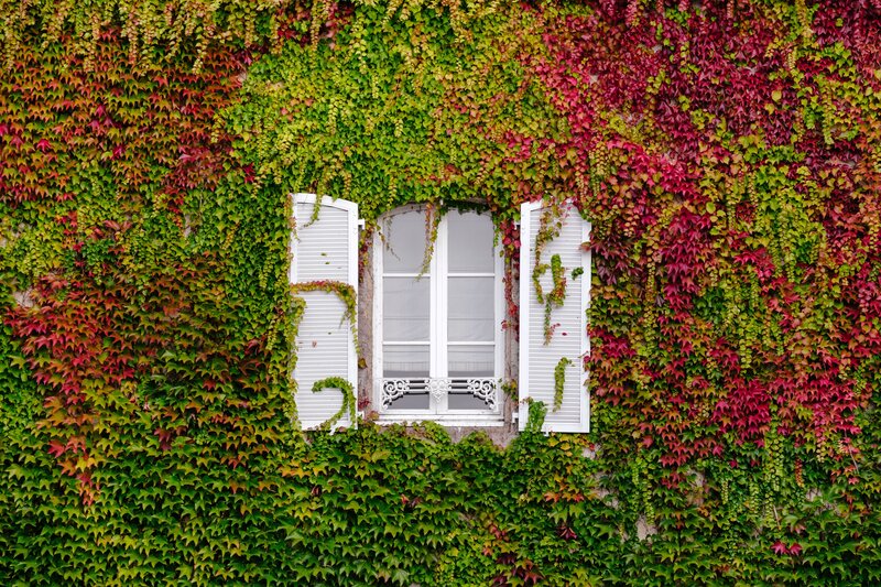 Window with Ivy — Green