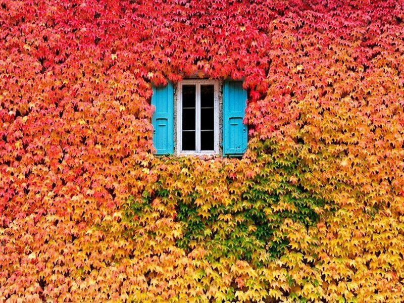 Window with Ivy — Red