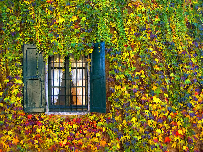 Window with Ivy