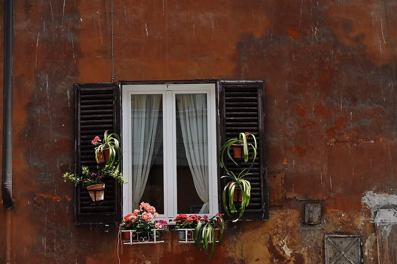 window with plants on old wall