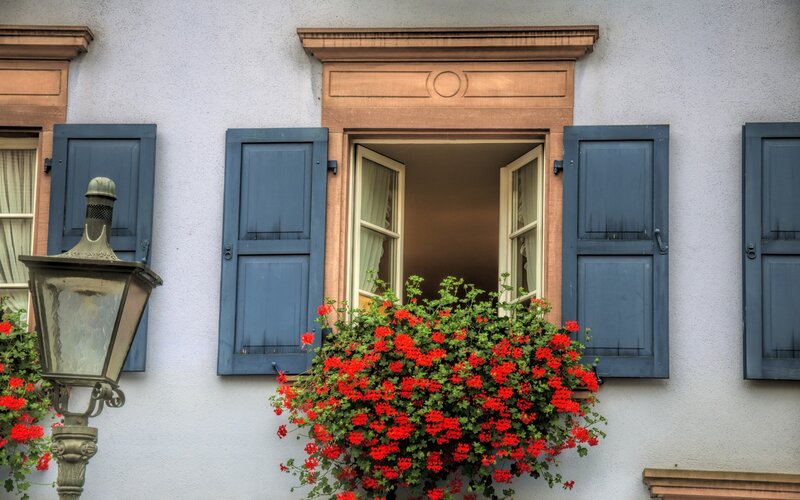 Window with Red Flowers