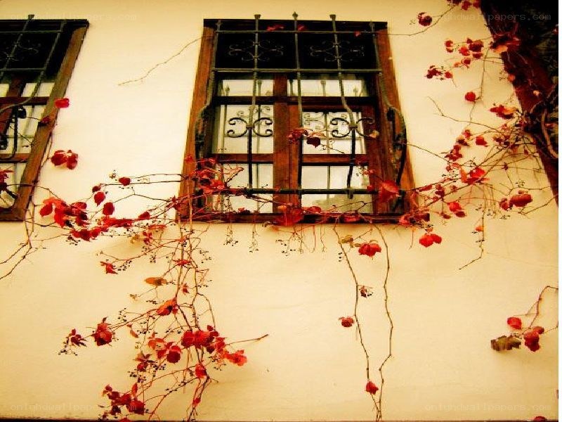 window with red ivy vines