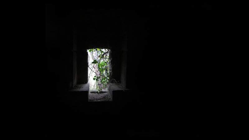 window with vines in dark room