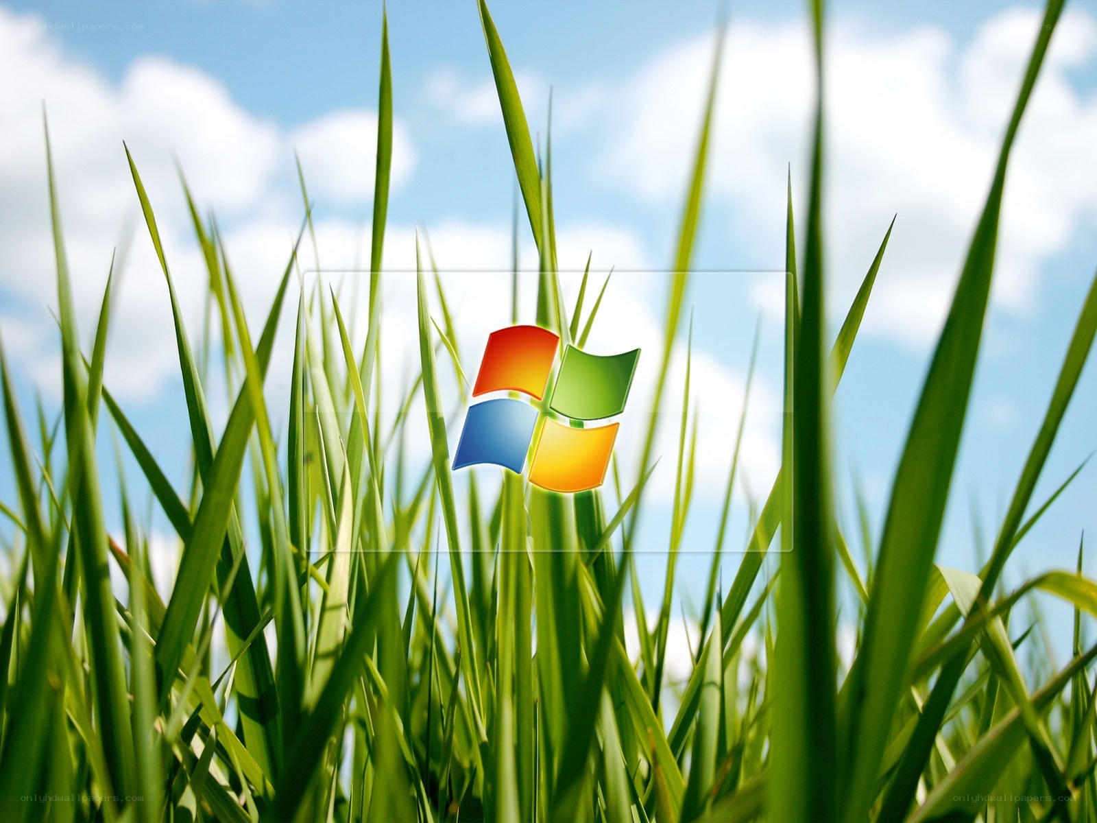 Windows logo in grass