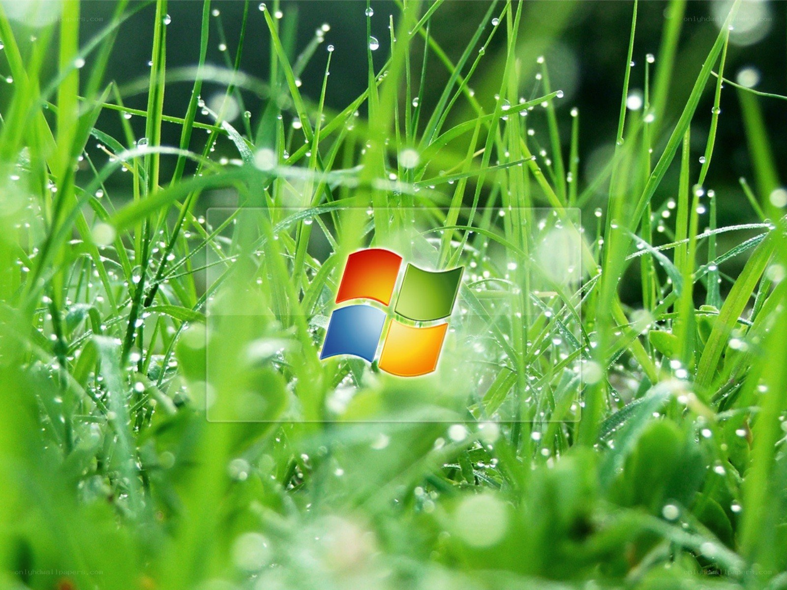 Windows logo on grass