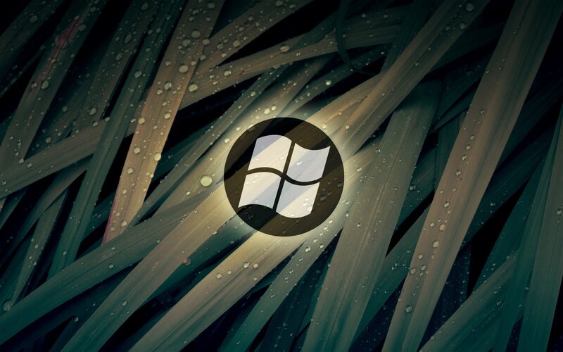 Windows logo on wet leaves