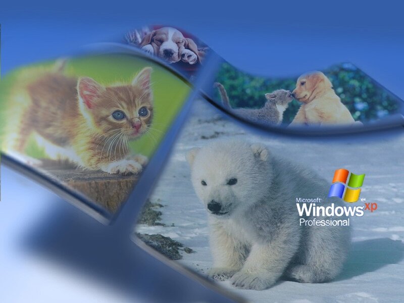 Windows XP Professional wallpaper