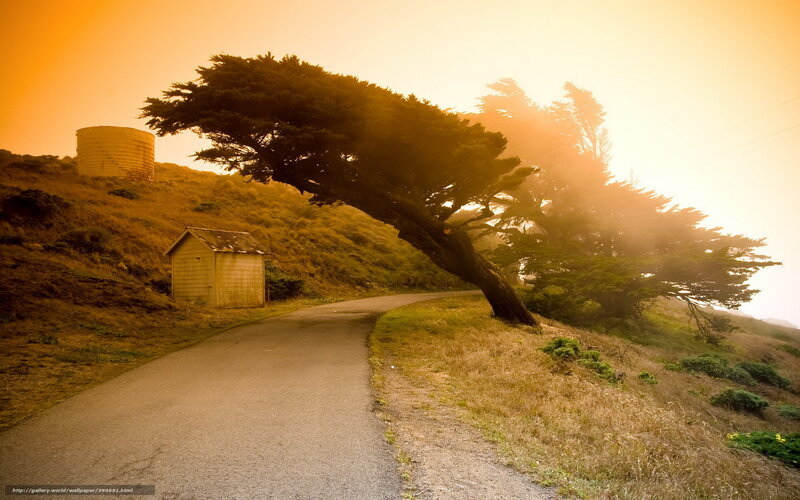 Windswept Tree on Hill