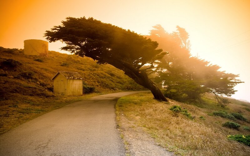 Windswept Tree on Hillside